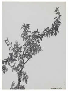 Visualizza l'immagine "Agg. 1113"